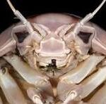 Bathynomus vaderi (Giant Isopod)