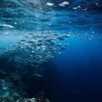 Climate Change and Ocean Warming Push Species Into New Areas