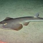 Guitar Shark (Rhinobatos sp.)