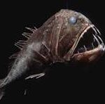 Habitat Disruption Brings Deep-Sea Creatures to the Surface