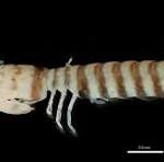Incertasquilla chimera (Mantis Shrimp)