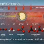 Ocean Acidification and Pollution Alter Ecosystems