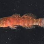 Sueviota aethon (Grumpy Dwarfgoby)