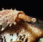 Turridrupa magnifica (Venomous Sea Snail)