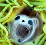 skeleton panda sea squirt image