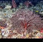 New Octocoral in the Maldives